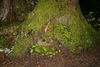 KillCreek > Camping in Olympic National Park photo