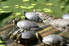 KillCreek > Belize & Guatemala photo