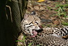 KillCreek > Belize & Guatemala photo