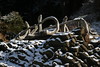 KillCreek > Olympic Peninsula : January 2008 photo