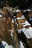 KillCreek > Olympic Peninsula : January 2008 photo