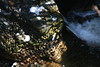 KillCreek > Olympic Peninsula : January 2008 photo