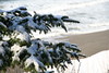 KillCreek > Olympic Peninsula : January 2008 photo